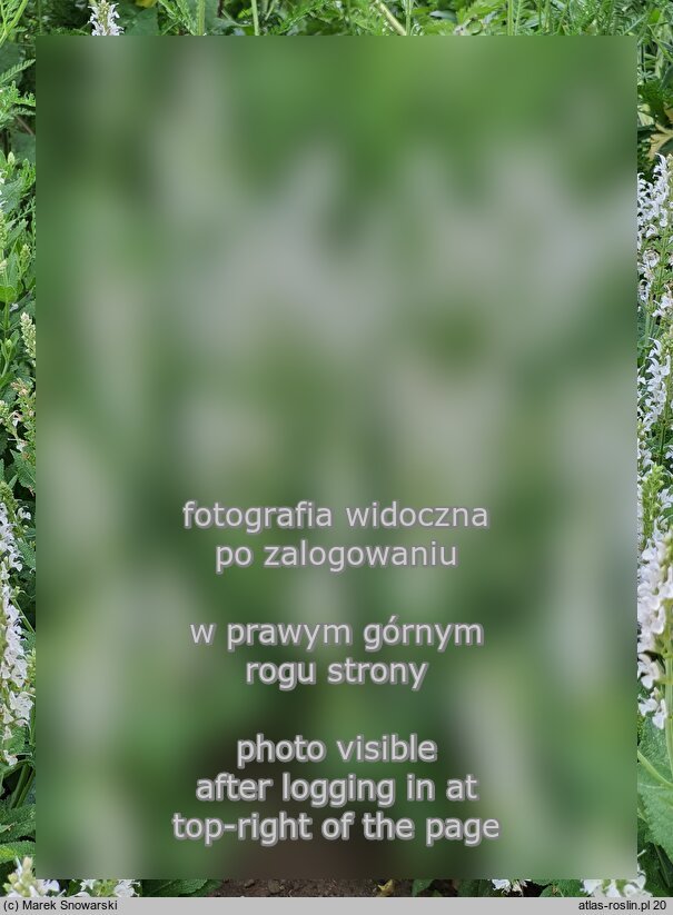 Salvia nemorosa Porzellan