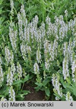 Salvia nemorosa Porzellan