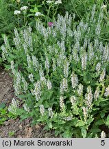 Salvia nemorosa Porzellan