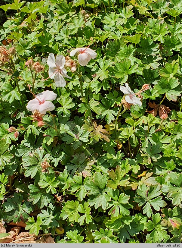 Geranium dalmaticum Album