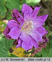 Geranium himalayense Plenum