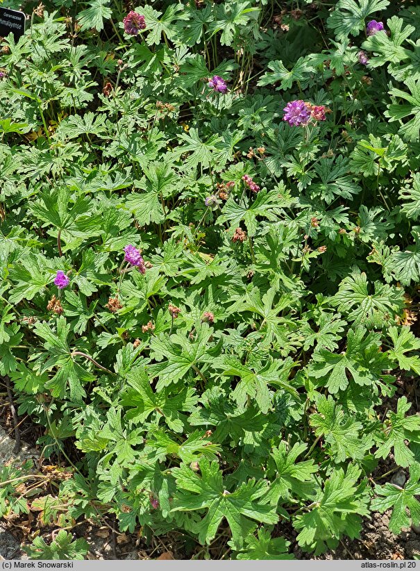 Geranium himalayense Plenum