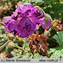 Geranium himalayense Plenum