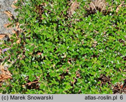 Arctostaphylos uva-ursi Thymifolia