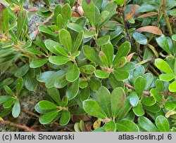 Arctostaphylos uva-ursi Thymifolia