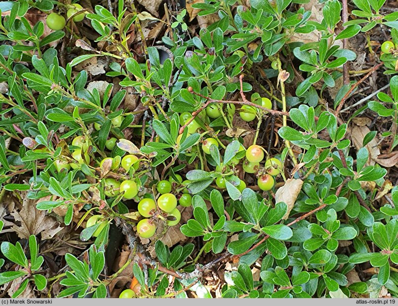 Arctostaphylos uva-ursi Thymifolia