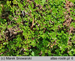 Arctostaphylos uva-ursi Radiant