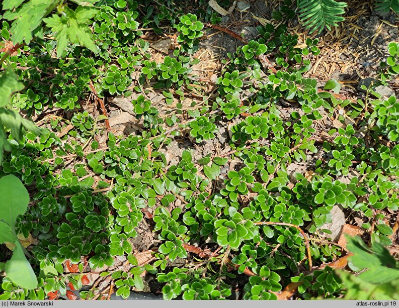 Arctostaphylos uva-ursi Microphylla