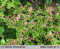 Arctostaphylos uva-ursi Microphylla