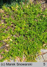 Arctostaphylos uva-ursi Radiant