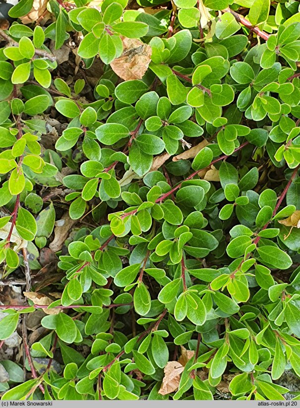 Arctostaphylos uva-ursi Radiant