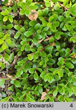 Arctostaphylos uva-ursi Radiant