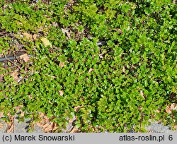 Arctostaphylos uva-ursi Radiant