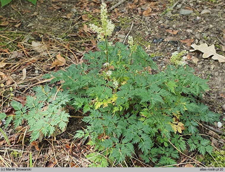 Aruncus aethusifolius Bronze