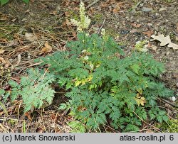 Aruncus aethusifolius Bronze