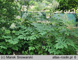 Aruncus vulgaris