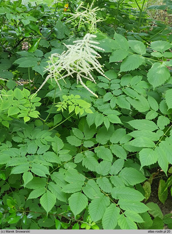 Aruncus vulgaris