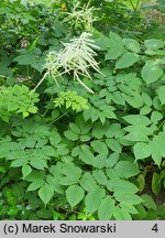 Aruncus vulgaris