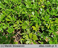 Arctostaphylos uva-ursi Select