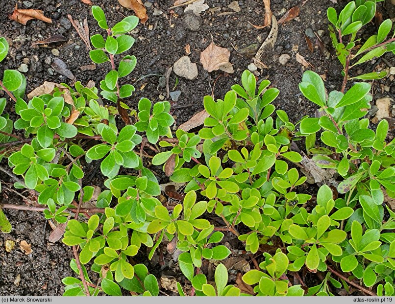 Arctostaphylos uva-ursi Vancouver Jade