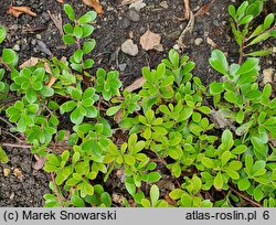 Arctostaphylos uva-ursi Vancouver Jade