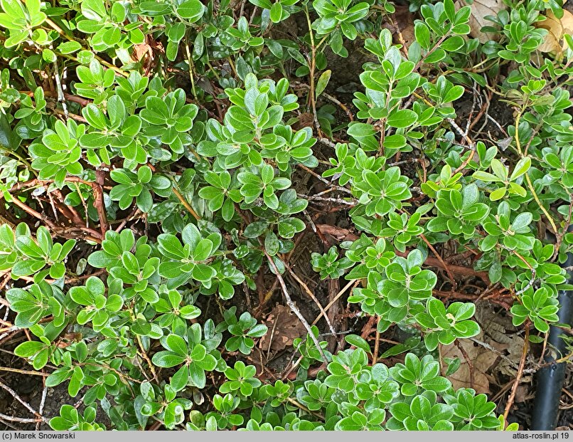 Arctostaphylos uva-ursi Select