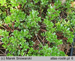 Arctostaphylos uva-ursi Select