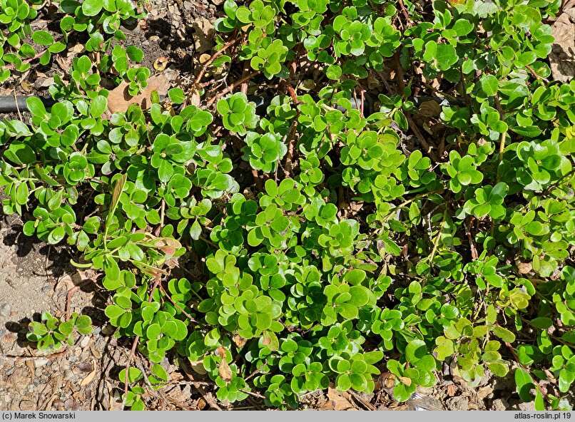 Arctostaphylos uva-ursi Big Bear