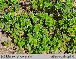 Arctostaphylos uva-ursi Big Bear