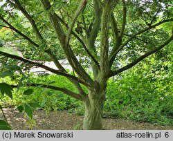 Acer rufinerve Albolimbatum