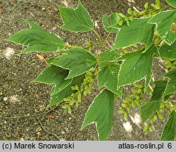 Acer rufinerve Albolimbatum