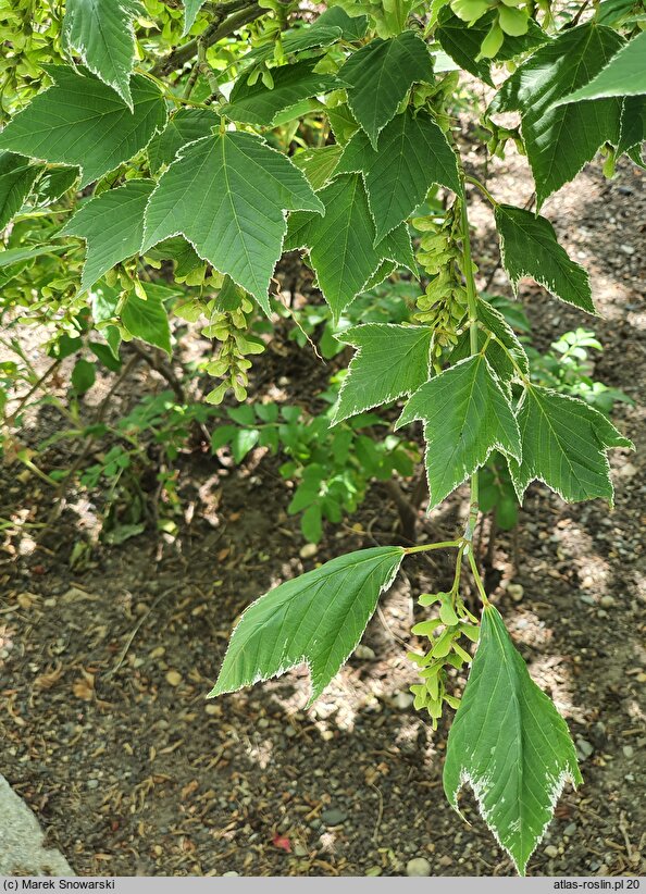 Acer rufinerve Albolimbatum