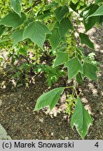 Acer rufinerve Albolimbatum