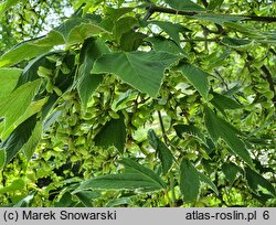 Acer rufinerve Albolimbatum