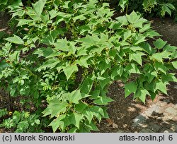 Acer rufinerve Albolimbatum