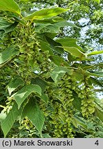 Acer rufinerve Albolimbatum