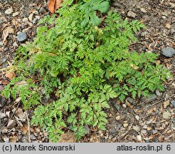 Aruncus aethusifolius Noble Spirit