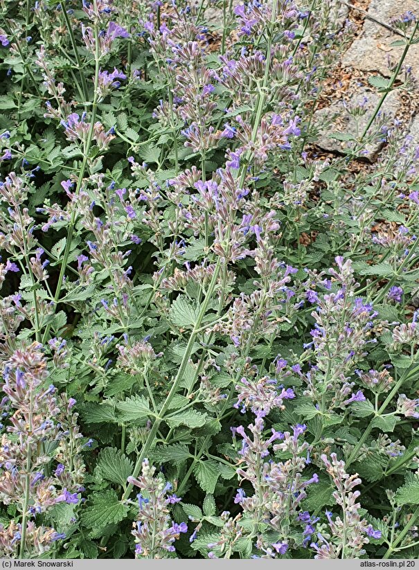 Nepeta Veluws Blauwtje