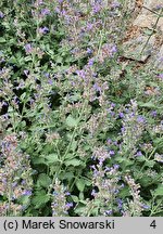 Nepeta Veluws Blauwtje