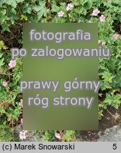 Geranium ×oxonianum Wargrave Pink