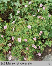 Geranium ×oxonianum Wargrave Pink