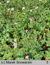 Geranium ×oxonianum Wargrave Pink