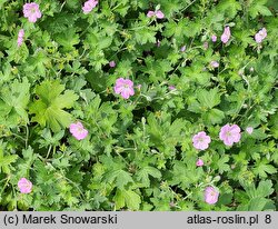 Geranium ×riversleaianum (bodziszek Pricharda)