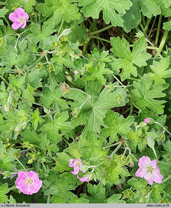 Geranium ×riversleaianum (bodziszek Pricharda)