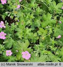 Geranium ×riversleaianum (bodziszek Pricharda)