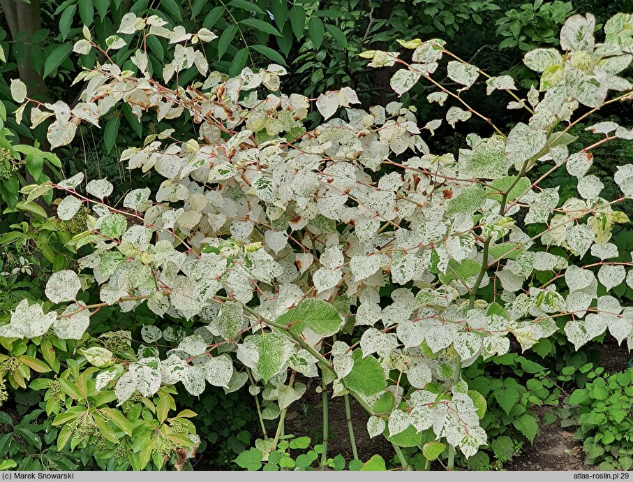 Reynoutria japonica Variegata