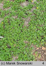 Potentilla neumanniana Nana