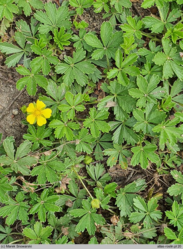 Potentilla neumanniana Nana