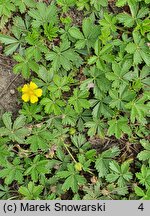 Potentilla neumanniana Nana
