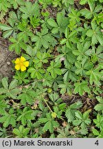 Potentilla neumanniana Nana